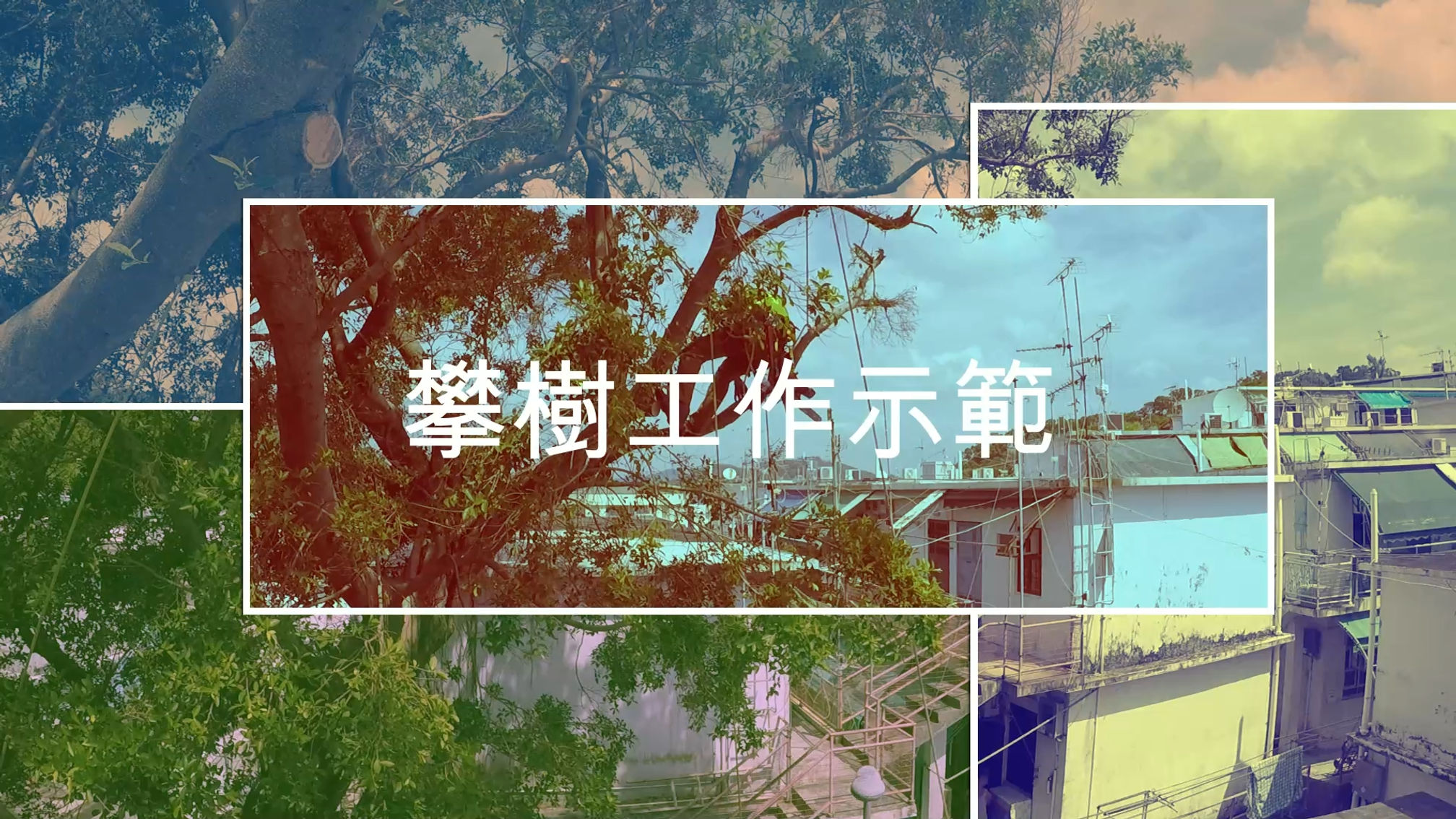 攀樹工作示範 1